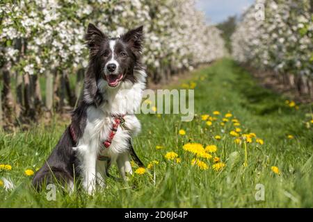 Border Collie im alten Land, Deutschland Stockfoto