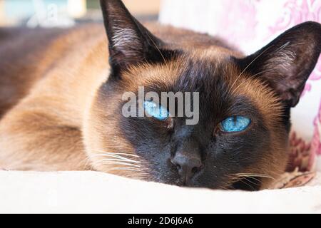 Siamesische Katze mit blauen Augen auf dem Bett liegend Stockfoto