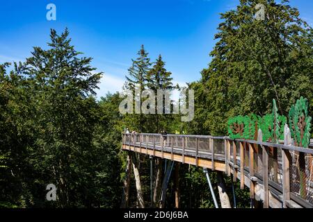 Baumspitze Salzkammergut am Grünberg, Gmunden, Salzkammergut, Oberösterreich, Österreich Stockfoto