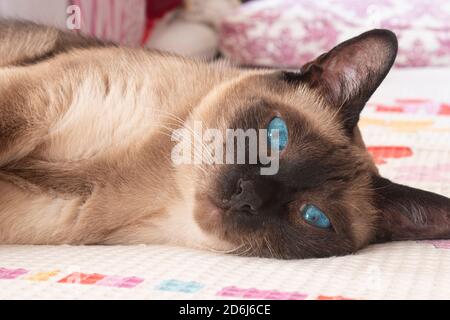 Siamesische Katze mit blauen Augen auf dem Bett liegend Stockfoto