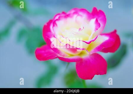 Schöne Rosen in voller Blüte an einem sumpfigen Sommertag Stockfoto