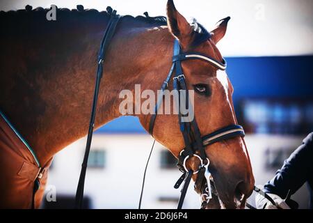 Ein Mann führt an den Zügeln ein Lorbeer mit einer geflochtenen Mähne und schönen Augen, die eine braune Decke trägt, von der Sonne beleuchtet. Pferdespor Stockfoto