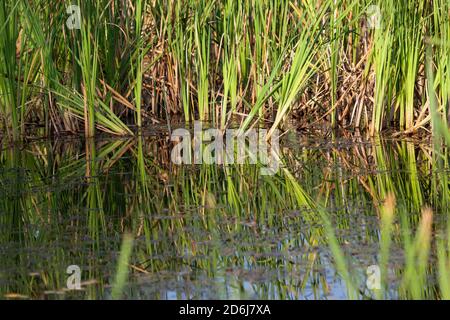 Am Rand eines flachen Teiches wachsen Gruppen von Rohrkrümmerpflanzen und hinterlassen mit dem Nachmittagslicht eine helle Reflexion im Wasser. Stockfoto