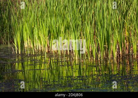 Am Rand eines flachen Teiches wachsen Gruppen von Rohrkrümmerpflanzen und hinterlassen mit dem Nachmittagslicht eine helle Reflexion im Wasser. Stockfoto