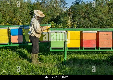Der Imker arbeitet und inspiziert die Bienenstöcke und Bienen. Er tut dies oft, weil es obligatorisch ist, die Menge des Honigs zu kontrollieren. Stockfoto