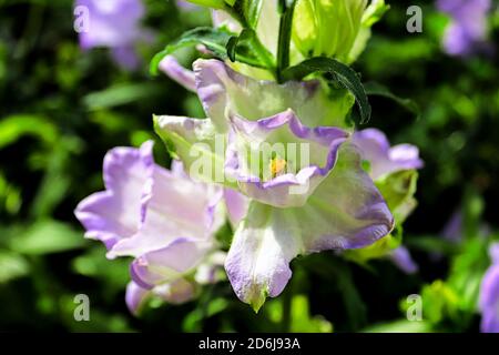 Draufsicht auf eine blühende Baugenblüte mit einem grünen Hintergrund Stockfoto