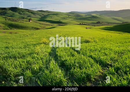 Grüne Grasfläche auf hügeligen Hügeln mit kleinen Bauernhäusern (Granilia) am Abend, typisch für die Agrarreform (EPOCHEN) in Sizilien in den Tannen Stockfoto