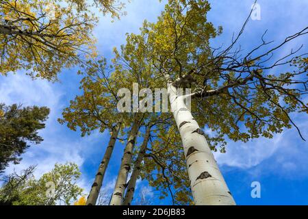 Gelbe und grüne Espenblätter wechseln während der Herbstsaison im Yellowstone National Park, Wyoming, gegen einen blauen Himmel Stockfoto