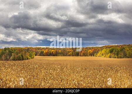 Stehende Mais und Herbstfarben in Nord-Wisconsin. Stockfoto