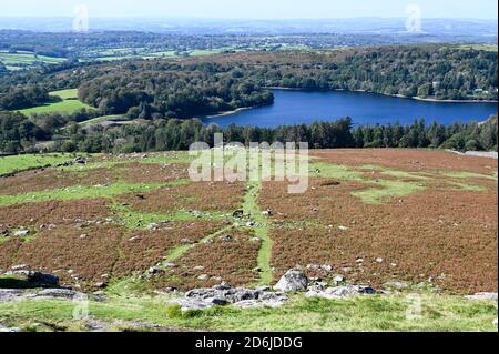 Blick von der Spitze des Sheepstor, Dartmoor National Park, mit offenem Moorland, entfernten Dartmoor Ponys und Burrator Reservoir an einem sonnigen Tag. Stockfoto