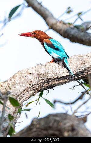 Weißbrustvogel (Halcyon smyrnensis) sucht in einem Baum nach Insekten, Reptilien und kleinen Vögeln für seine Mahlzeit in Indien Stockfoto