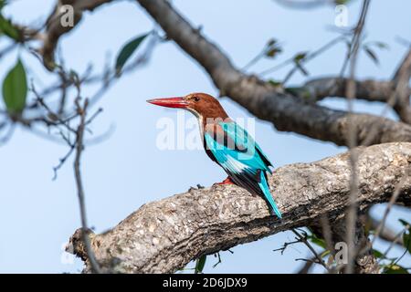 Weißbrustvogel (Halcyon smyrnensis) sucht in einem Baum nach Insekten, Reptilien und kleinen Vögeln für seine Mahlzeit in Indien Stockfoto