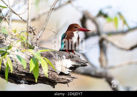 Weißbrustvogel (Halcyon smyrnensis) sucht in einem Baum nach Insekten, Reptilien und kleinen Vögeln für seine Mahlzeit in Indien Stockfoto