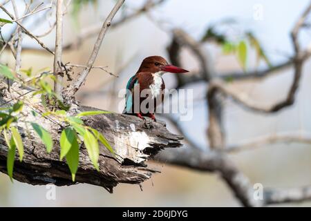 Weißbrustvogel (Halcyon smyrnensis) sucht in einem Baum nach Insekten, Reptilien und kleinen Vögeln für seine Mahlzeit in Indien Stockfoto