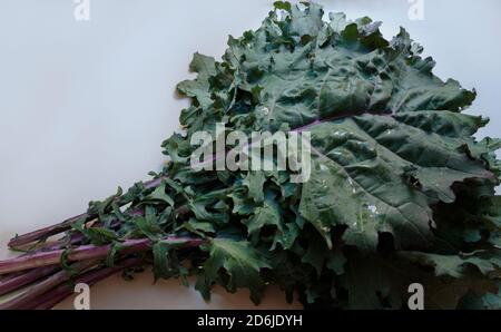 Ein Bund nasser, grüner russischer Kale oder flacher Kale mit violetten Stielen auf weißem Hintergrund Stockfoto