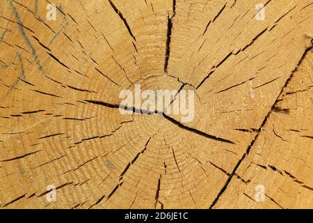 Nahaufnahme Makroaufnahme der Jahresringe auf einem frisch geschnittenen Baumstamm Stockfoto