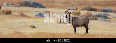 Bullenelch im Rocky Mountain National Park mit großem Geweih Im Herbst Rut Stockfoto