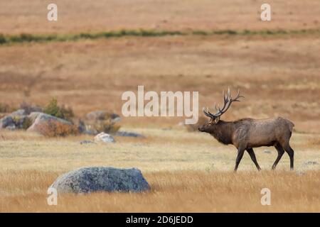 Bullenelch im Rocky Mountain National Park mit großem Geweih Im Herbst Rut Stockfoto