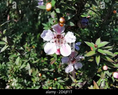 Selektive Fokusaufnahme von blühenden weißen und rosa Manuka-Blüten Stockfoto