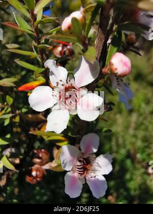 Selektive Fokusaufnahme von blühenden weißen und rosa Manuka-Blüten Stockfoto