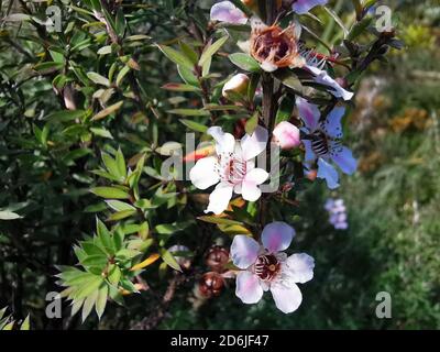 Selektive Fokusaufnahme von blühenden weißen und rosa Manuka-Blüten Stockfoto