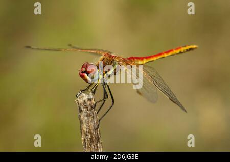 Seitenansicht einer roten männlichen Rotaderfliege (Sympetrum fonscolombii) auf einem trockenen Zweig vor einem natürlichen, unfokussierten Hintergrund. Arrabida Stockfoto