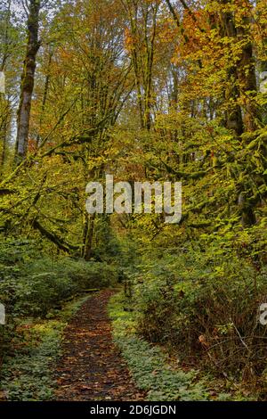 Fußweg schlängelt sich durch Laubwald nahe Cultus Lake, BC. Im Oktober aufgenommen, werden die Blätter gelb und Gold Stockfoto