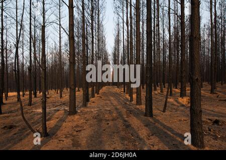 Verbrannte Bäume in einem Kiefernwald bei Wingello, in New South Wales, Australien, nach den Buschfeuern von 2020 Stockfoto