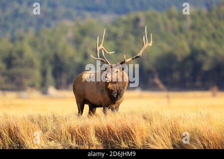 Bullenelch im Rocky Mountain National Park mit großem Geweih Im Herbst Rut Stockfoto