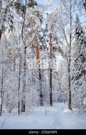 Schöne Bäume bedeckt mit Frost im Winter Park, saisonale Landschaft, Russland, Sibirien, frostigen sonnigen Winter Tageskarte Stockfoto