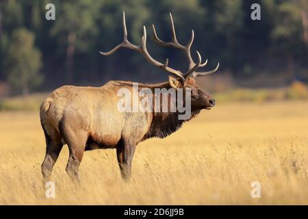 Bullenelch im Rocky Mountain National Park mit großem Geweih Im Herbst Rut Stockfoto