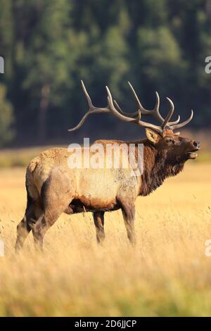 Bullenelch im Rocky Mountain National Park mit großem Geweih Im Herbst Rut Stockfoto