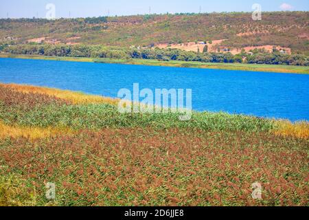 Fluss Natur mit wachsendem Schilf am Ufer Stockfoto