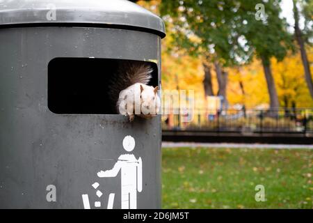 Blick auf ein entzückendes Ostgrauhörnchen im Gras Stockfoto