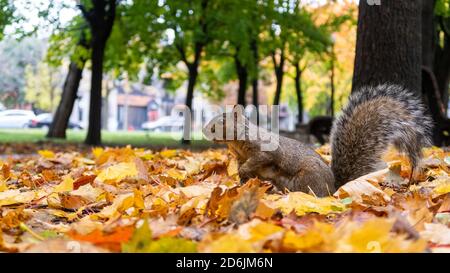 Blick auf ein graues Osthörnchen, das in den gefallenen Blättern steht, in Montreal Stockfoto