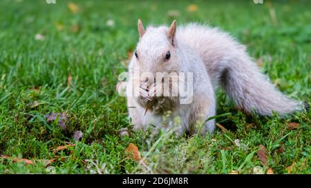 Blick auf ein weißes Eichhörnchen, das Blätter frisst im Lafontaine Park, Montreal Stockfoto