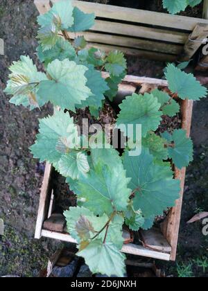 Vertikale Draufsicht Aufnahme eines jungen Erdbeer-Keimling gewachsen In einer Holzkiste Stockfoto
