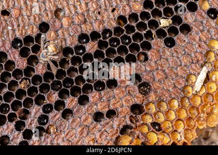 Eine tote Biene liegt auf einem Stück Wabe. Stockfoto