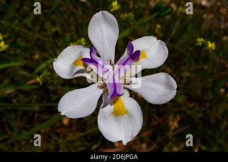 Makro-Nahaufnahme der afrikanischen Iris Stockfoto