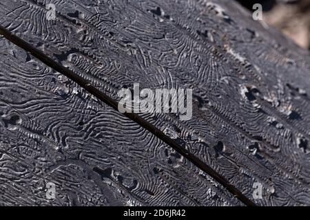 Fütterungsgalerien von Rindenkäfer, die auf einem Wacholderstamm aus den Davis Mountains, Texas, ausgestellt sind. Stockfoto