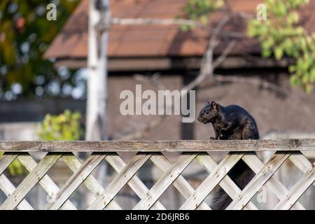 Ein schwarzes Eichhörnchen ist auf der Oberseite eines hölzernen Zauns in einem Hinterhof thront. Stockfoto