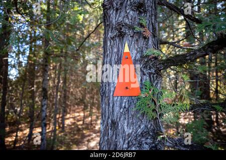 Ein orangefarbener Pfeilmarkierer wird an einen Baum genagelt und zeigt geradeaus auf einem Wanderweg durch den Wald. Stockfoto