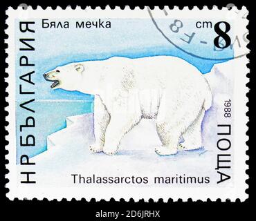 MOSKAU, RUSSLAND - 10. SEPTEMBER 2020: In Bulgarien gedruckte Briefmarke zeigt Eisbären (Ursus maritimus), Bären-Serie, um 1988 Stockfoto