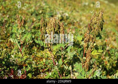 Arktischer Milkvetch (Astragalus frigidus) im Fruchtstadium. Stockfoto