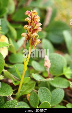 Die blühende Froschorchidee, oder Coeloglossum viride. Stockfoto