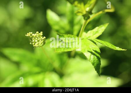 Königin der Wiese mit frischen Knospen. Stockfoto