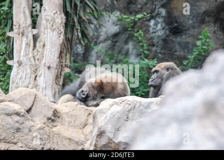 Bär im Zoo, digitales Foto als Hintergrund Stockfoto