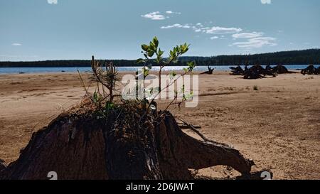 Neue Pflanzen wachsen aus einem toten Stumpf am Skellefte Fluss in Schweden. Stockfoto
