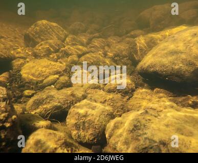 Unterwasseraufnahme von Felsen in einem flachen Bach. Stockfoto