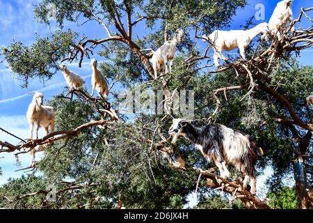 Arganbäume und die Ziegen auf dem Weg zwischen Marrakesch und Essaouira in Marokko Stockfoto